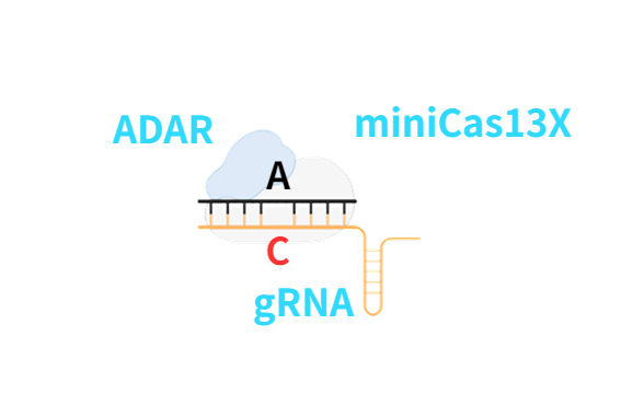 cas132.png